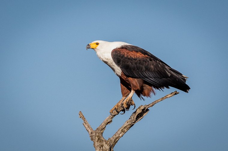 088 Kruger National Park, afrikaanse visarend.jpg